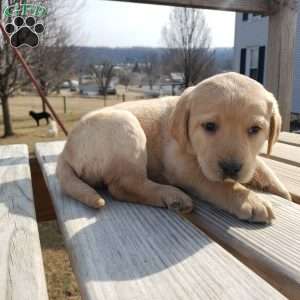 Kate, Black Labrador Retriever Puppy